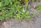 Myosotis palustris