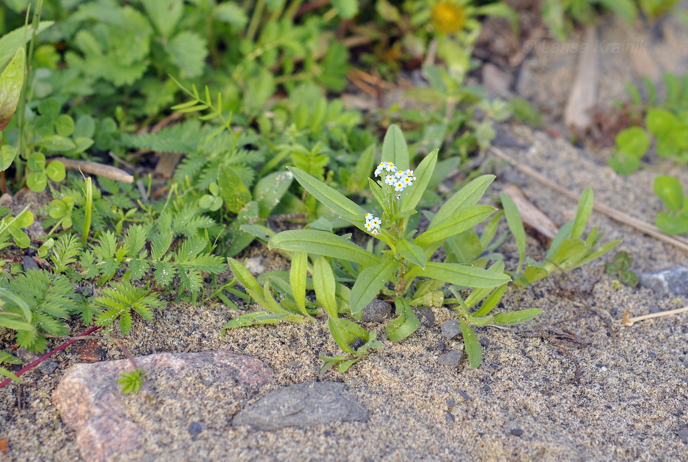 Изображение особи род Myosotis.