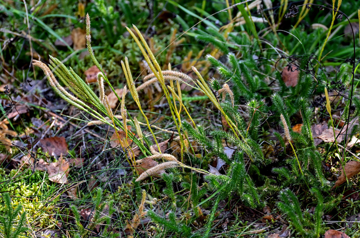 Изображение особи Lycopodium clavatum.