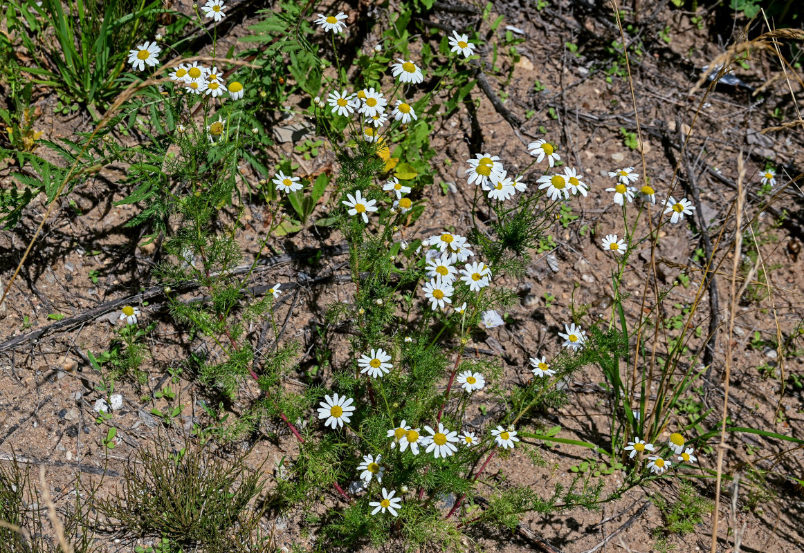 Image of Tripleurospermum inodorum specimen.