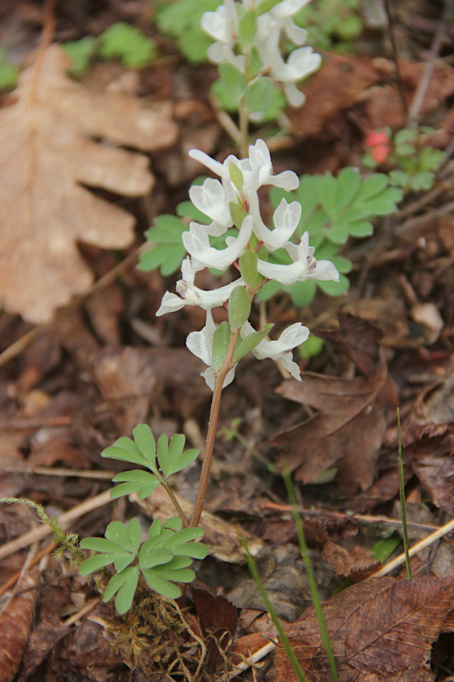 Изображение особи Corydalis caucasica.