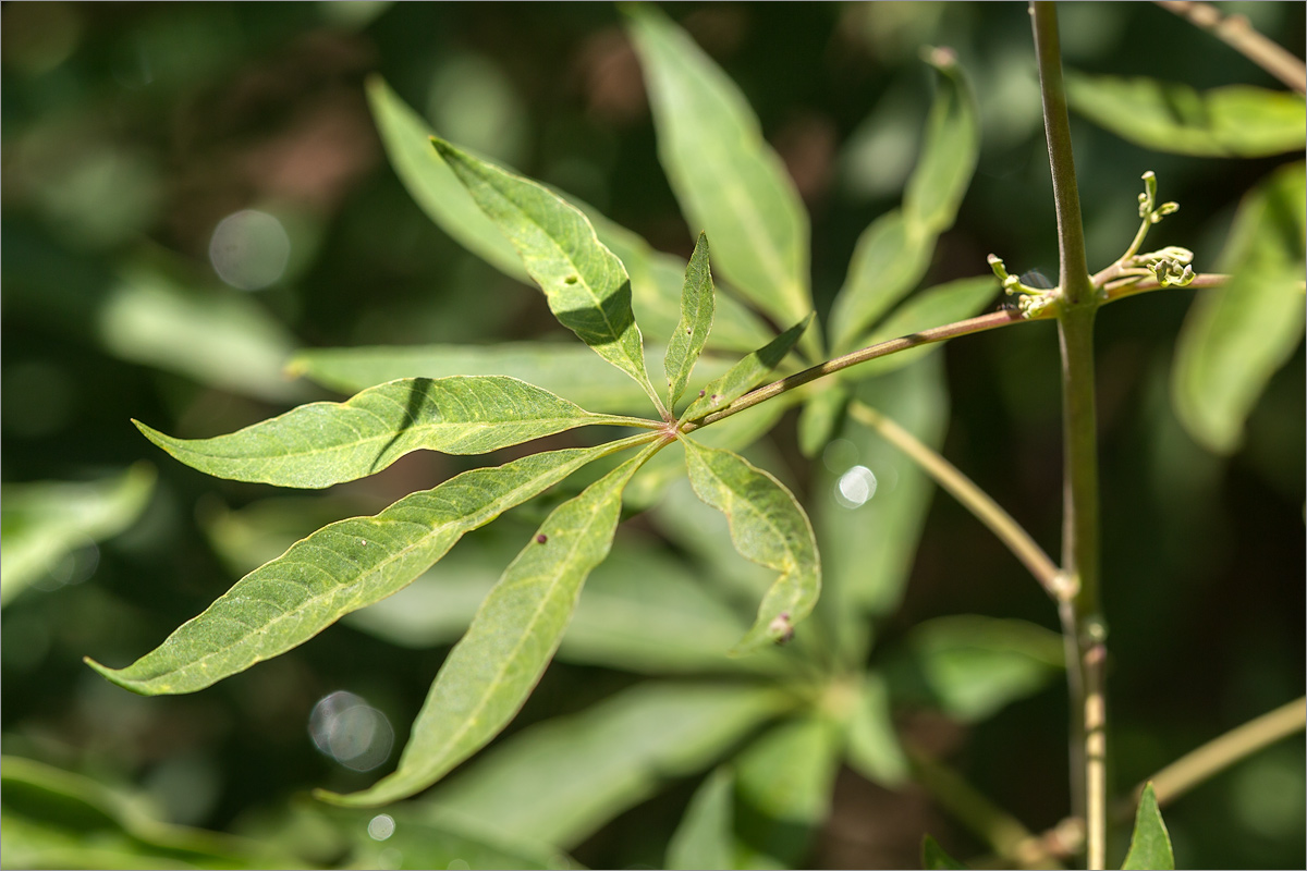 Image of Vitex agnus-castus specimen.