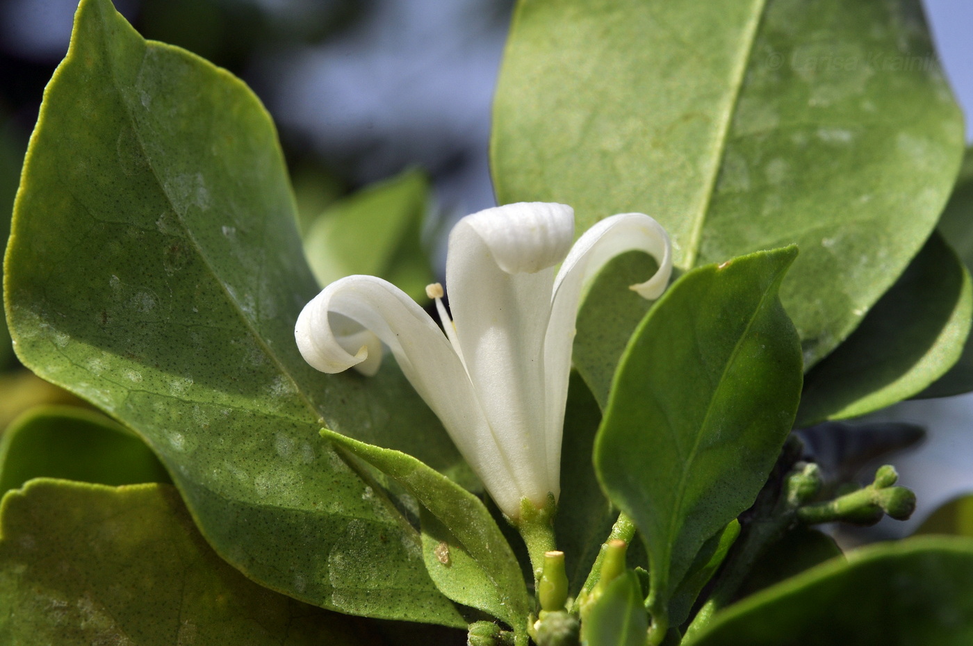 Изображение особи Murraya paniculata.