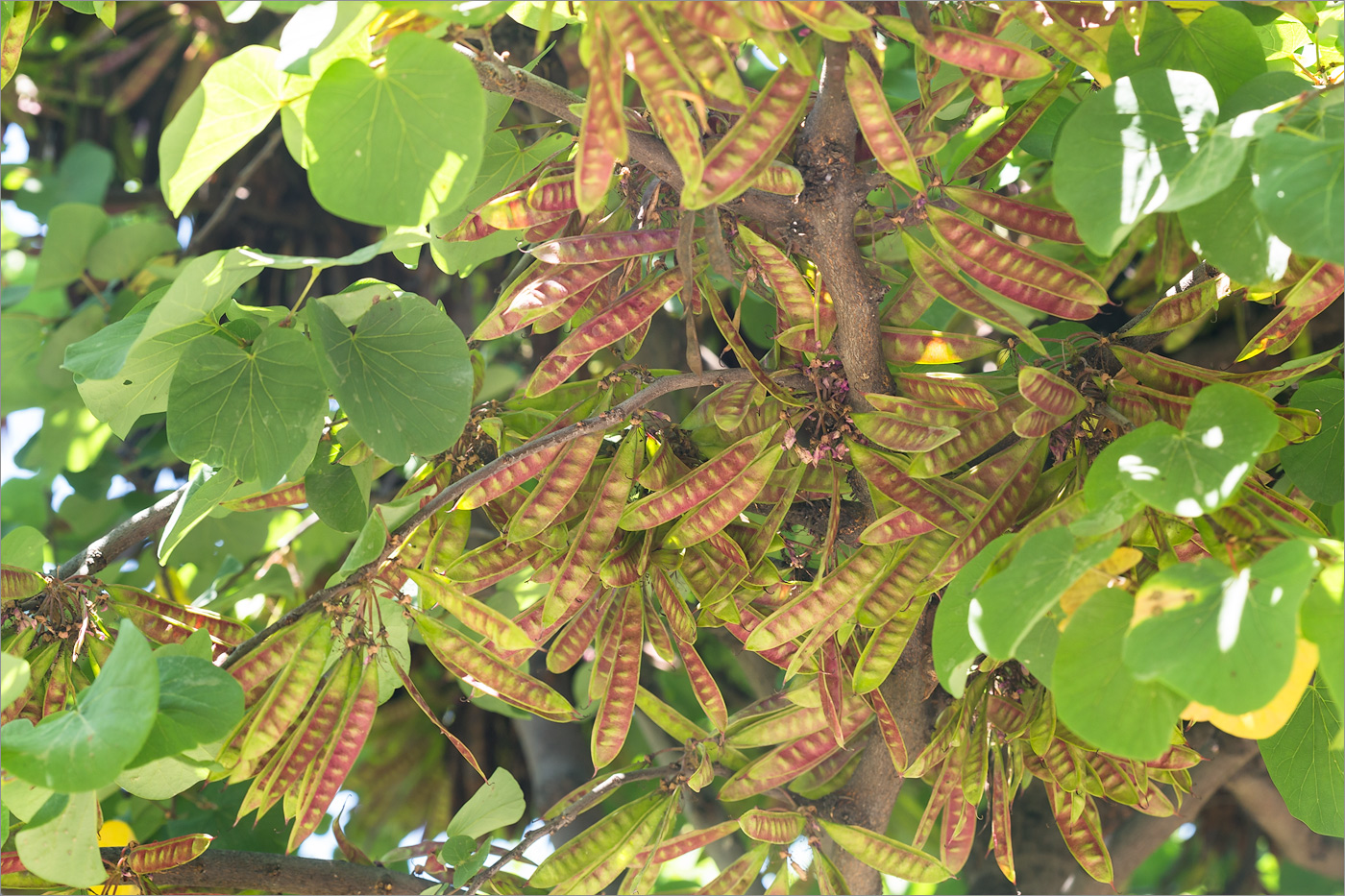 Изображение особи Cercis siliquastrum.