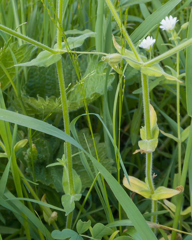 Image of Cerastium nemorale specimen.