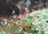 Bupleurum triradiatum. Верхушка растения с завязавшимися плодами в каплях воды; на переднем плане - Diapensia obovata, справа — Oxytropis sp. Камчатский край, Елизовский р-н, вулкан Авачинская сопка, западный склон, горная тундра. 11.08.2024.