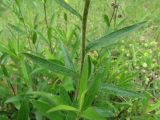 Inula hirta