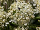 Heracleum stevenii. Зонтичек с кормящимся жуком. Крым, Южный Берег, окр. с. Лучистое, гора Южная Демерджи, луг, возле тропы. 03.06.2024.