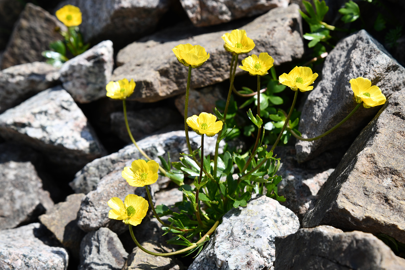 Изображение особи Ranunculus transiliensis.