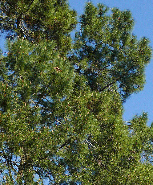 Изображение особи Pinus pinaster.