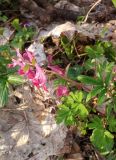Corydalis caucasica