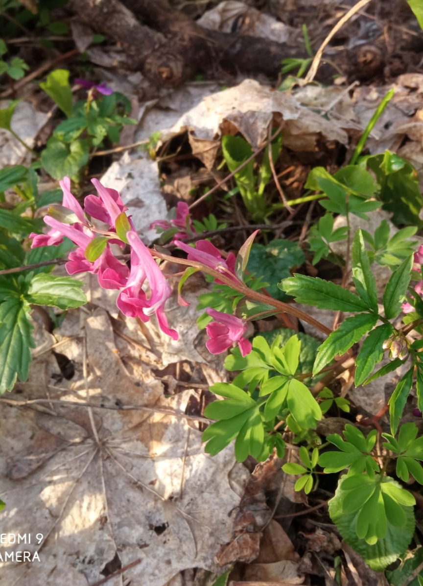 Image of Corydalis caucasica specimen.