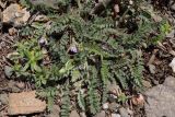 Astragalus sinaicus