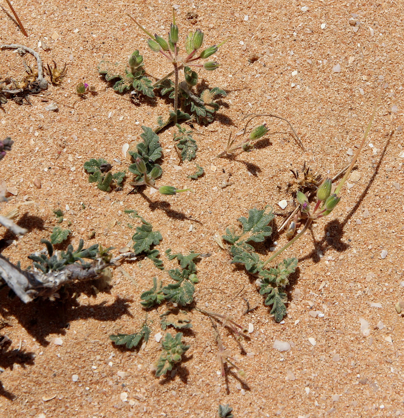 Изображение особи Erodium neuradifolium.