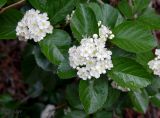 View full-size image Crataegus chrysocarpa variety rotundifolia