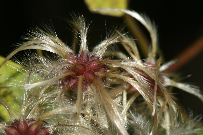 Image of Clematis vitalba specimen.