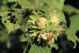 View full-size image Corylus avellana