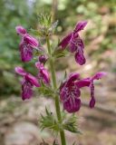 View full-size image Stachys sylvatica