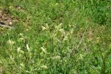 View full-size image genus Onosma