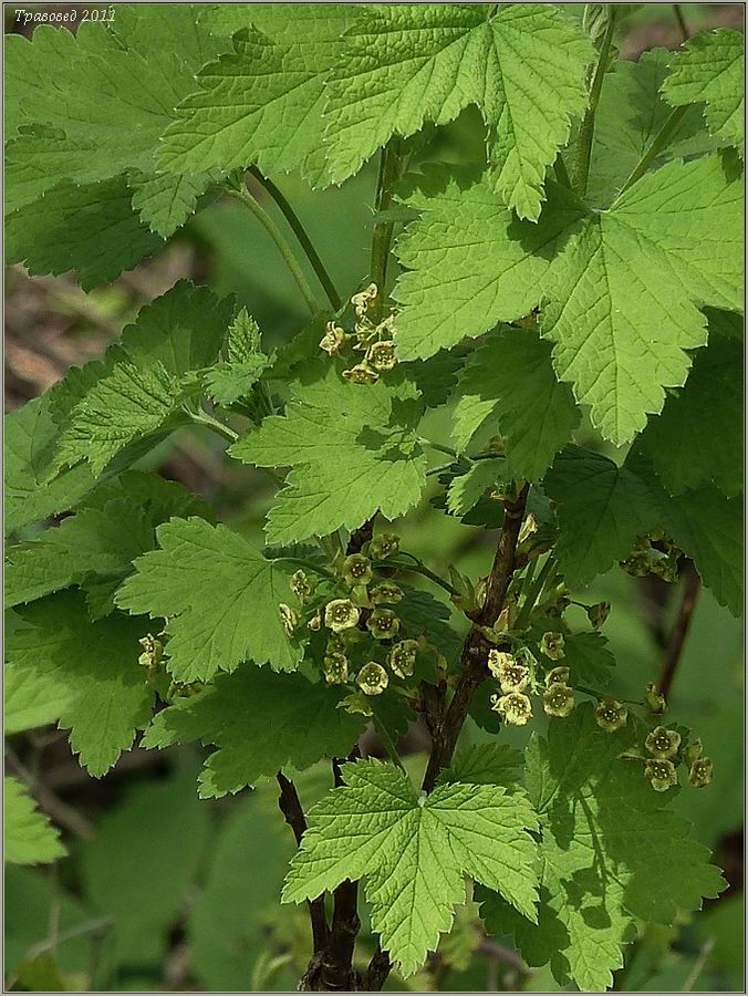 Image of Ribes spicatum specimen.