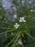 Epilobium pseudorubescens