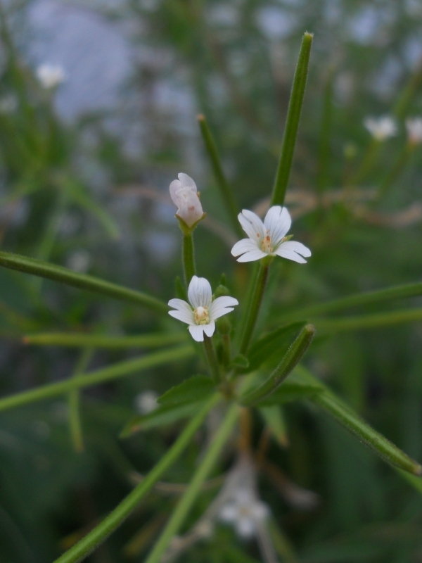 Image of Epilobium pseudorubescens specimen.