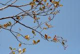 Sorbus turkestanica