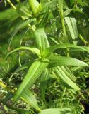 Zinnia angustifolia