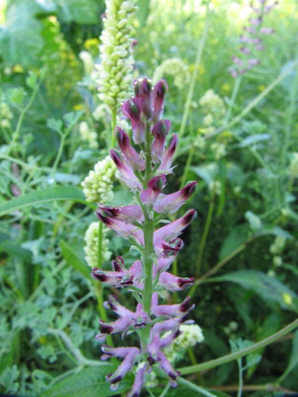 Image of Fumaria officinalis specimen.