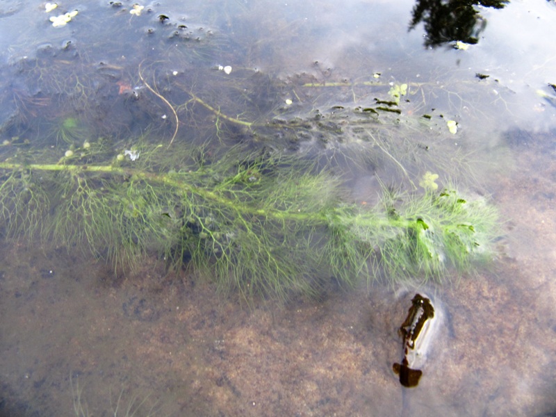 Изображение особи Utricularia vulgaris.