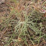 Centaurea pseudoleucolepis. Вновь отрастающее после дождей растение. Украина, Донецкая обл., Володарский р-н, заповедник \"Каменные Могилы\", выходы гранита. 07.08.2011.