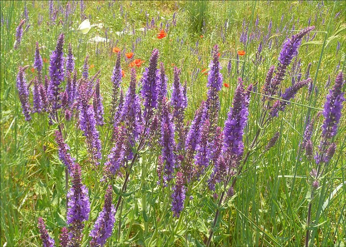 Изображение особи Salvia tesquicola.