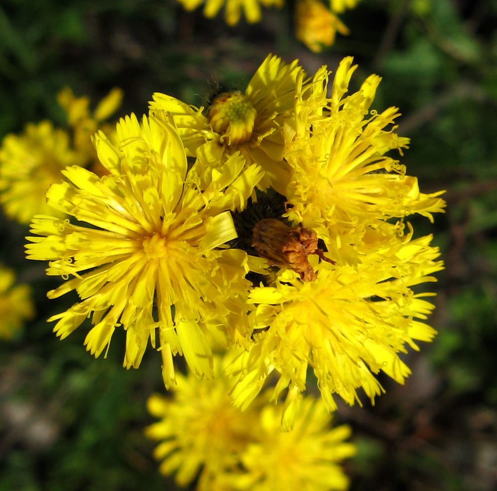 Image of Pilosella czerepninii specimen.