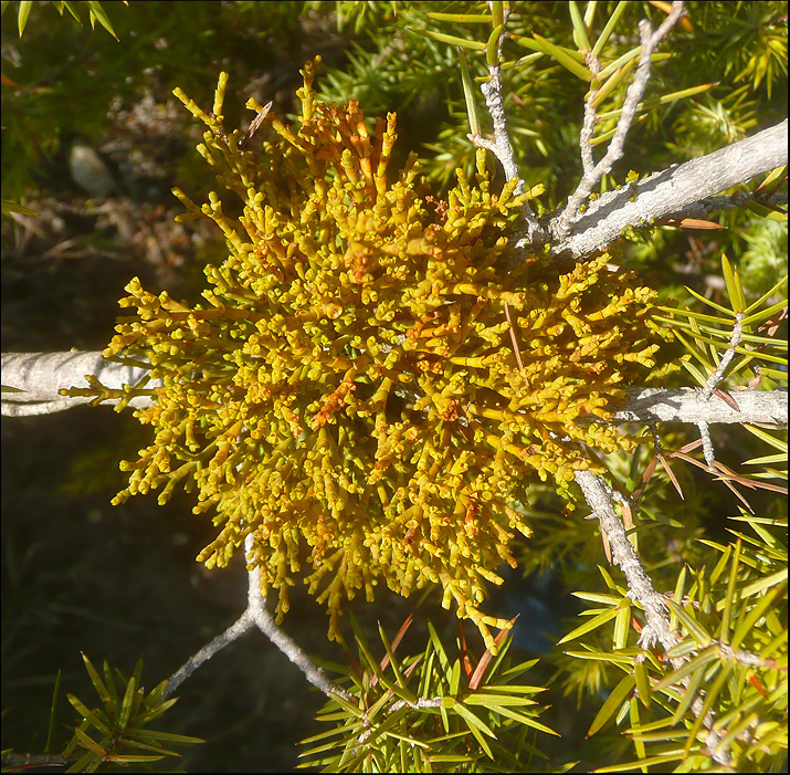 Image of Arceuthobium oxycedri specimen.