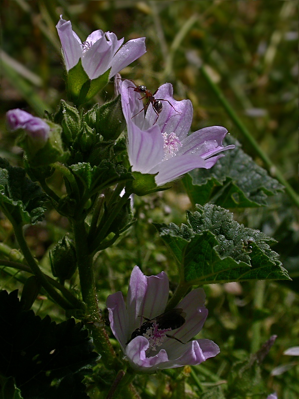 Image of Malva neglecta specimen.