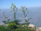Ferula communis. Цветущие растения на горном склоне. Израиль, горы Гильбоа. Март 2011 г.