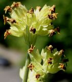 Primula veris