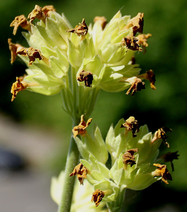 Image of Primula veris specimen.