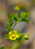 Potentilla supina подвид costata. Цветок. Берег р. Енисей, заливной луг. 24.06.2012.