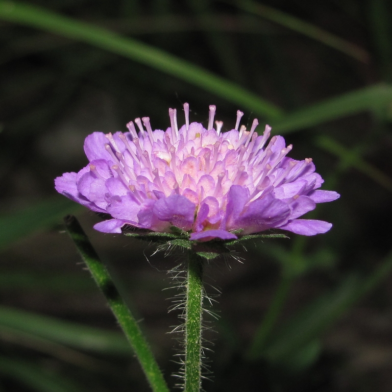 Image of Knautia arvensis specimen.