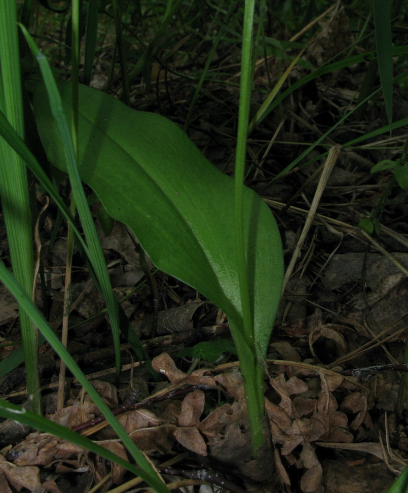 Image of Malaxis monophyllos specimen.