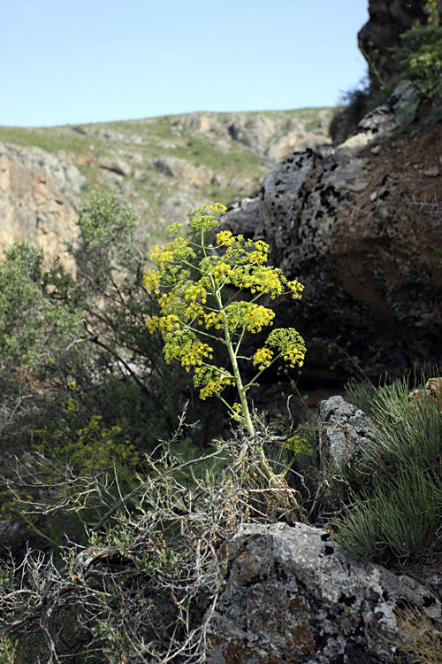 Image of Ferula samarkandica specimen.