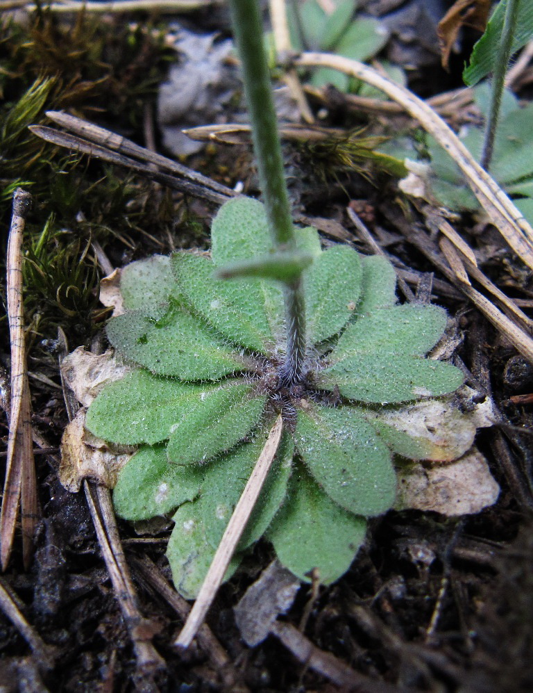 Image of Arabidopsis thaliana specimen.