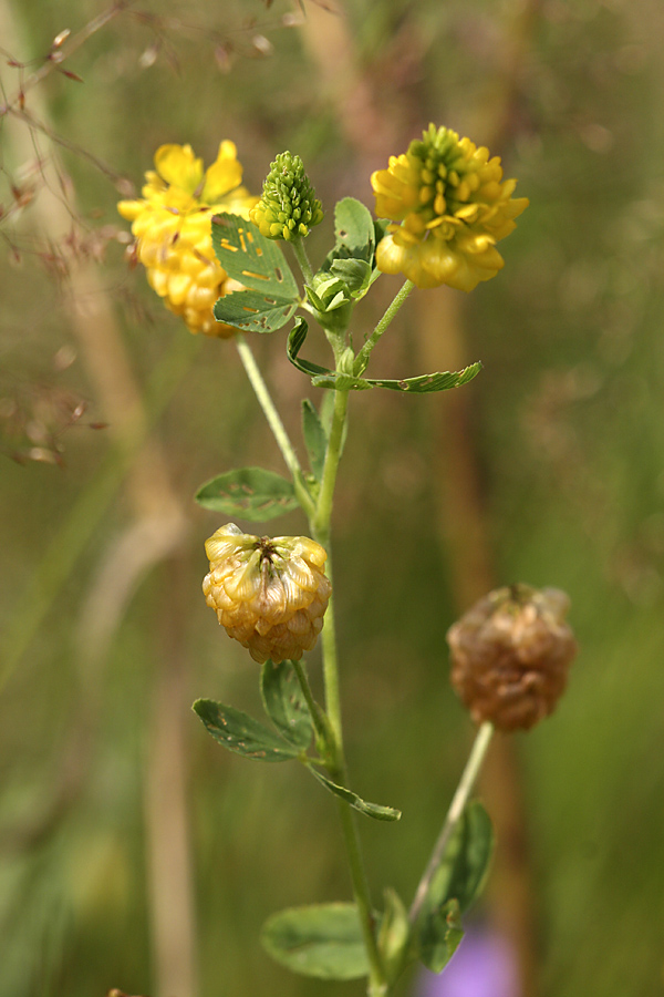 Изображение особи Trifolium aureum.