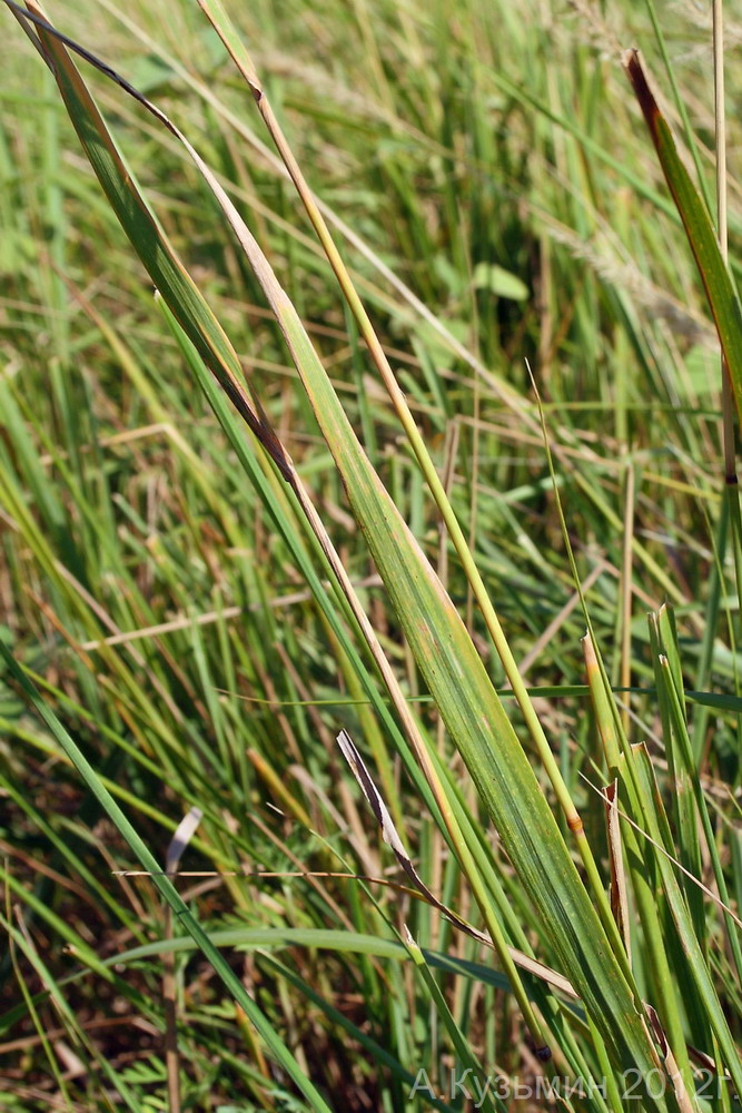 Image of Calamagrostis glomerata specimen.