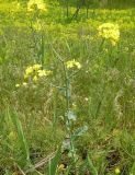 Смотреть изображение Brassica campestris