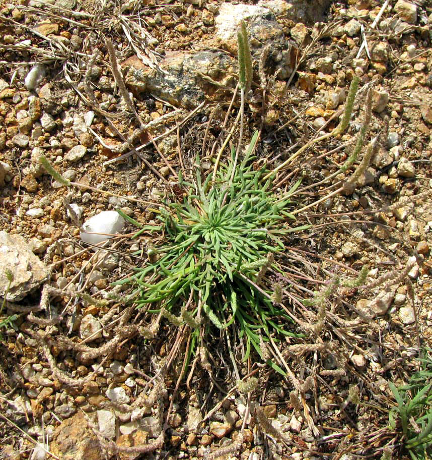 Image of Plantago coronopus specimen.