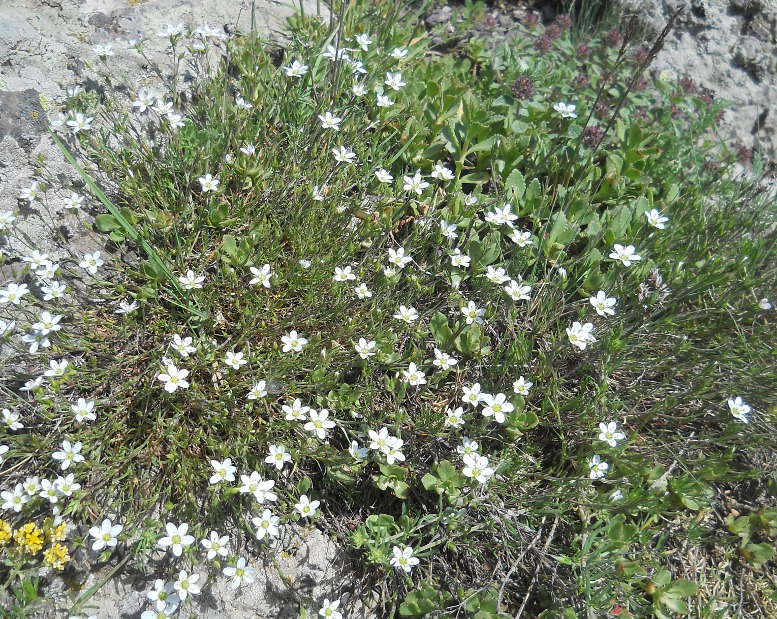 Image of Minuartia oreina specimen.