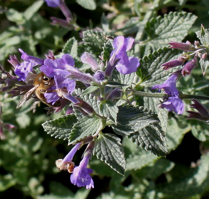 Image of Nepeta &times; faassenii specimen.