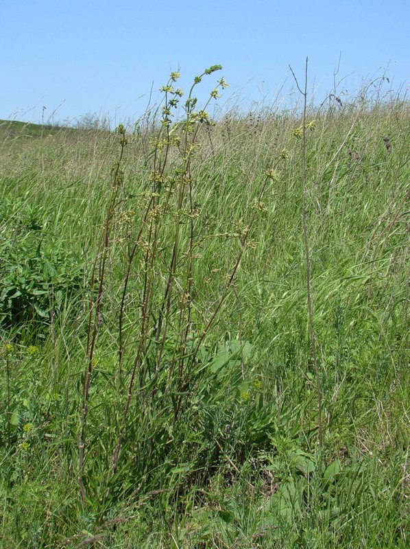 Image of Silene chersonensis specimen.